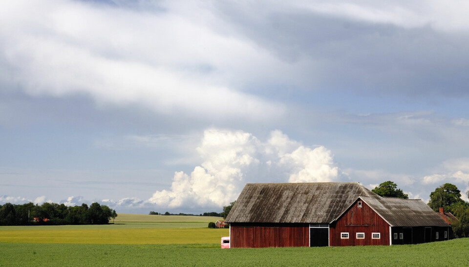 Det er flest fattige blant bøndene som produserer kjøtt og færrest i kornproduksjonen på svenske gårder. (Foto: Shutterstock/NTB scanpix)