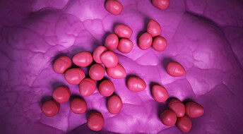 Forskeren forteller: Bakterienes egne våpen mot antibiotikaresistens