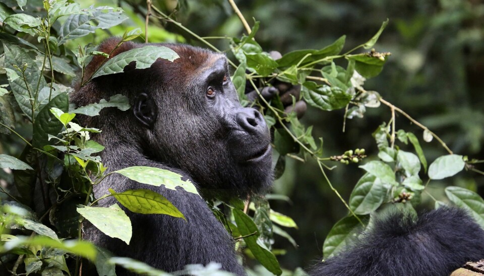 Bildet viser en vestlig lavlandsgorilla i Kongo. Forskere har funnet ut at bestanden av denne gorillatypen er større enn tidligere antatt. (Foto: AP, NTB scanpix)
