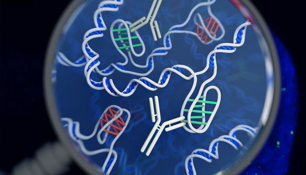 Slik ser en tegner for seg det nyoppdagede DNA-et. I-motiv-DNA er utstikkerne med grønne koblinger på tvers. (Illustrasjon: Chris Hammang) Slik ser en tegner for seg det nyoppdagede DNA-et. I-motiv-DNA er utstikkerne med grønne koblinger på tvers. (Illustrasjon: Chris Hammang)