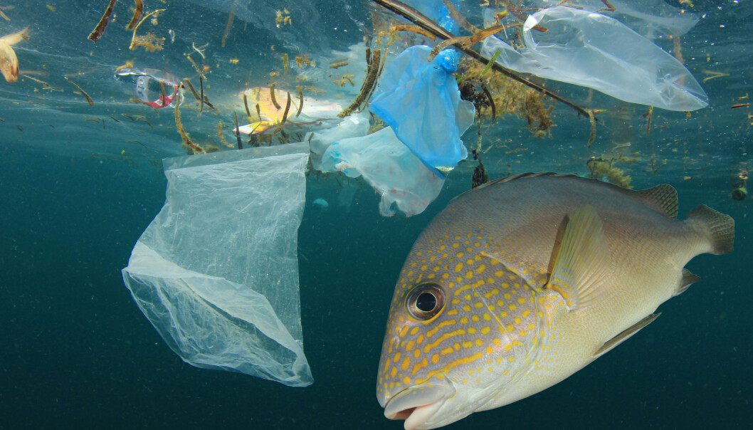 Hvilke konsekvenser kan mikroplast ha for land, vann og mattrygghet i Norge? (Foto: Shutterstock / NTB Scanpix) Hvilke konsekvenser kan mikroplast ha for land, vann og mattrygghet i Norge? (Foto: Shutterstock / NTB Scanpix)