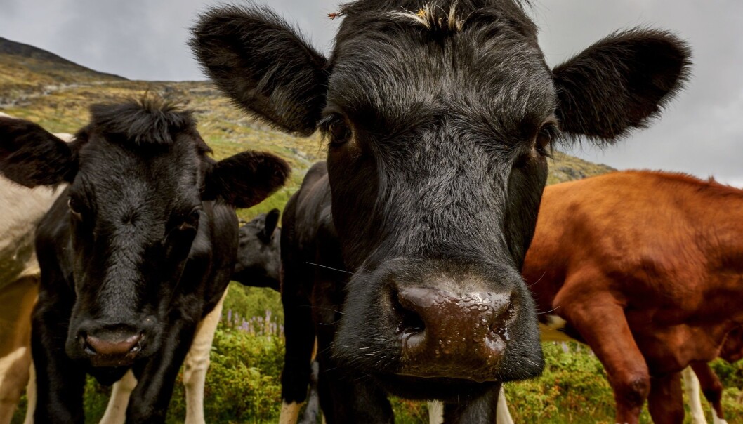 Mennesket kan være årsaken til at kua er det største dyret på land om 200 år. Ganske enkelt fordi vi har tatt livet av alle de andre. (Foto: Jan Miko, Shutterstock, NTB scanpix) Mennesket kan være årsaken til at kua er det største dyret på land om 200 år. Ganske enkelt fordi vi har tatt livet av alle de andre. (Foto: Jan Miko, Shutterstock, NTB scanpix)