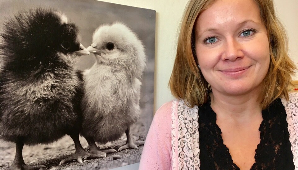 - Kyllinger som får beriket kyllinghuset sitt med inventar som aktiviserer dem, får bedre beinhelse, sier forsker Guro Vasdal ved Animalia.  (Foto: Anne Lise Stranden/forskning.no)