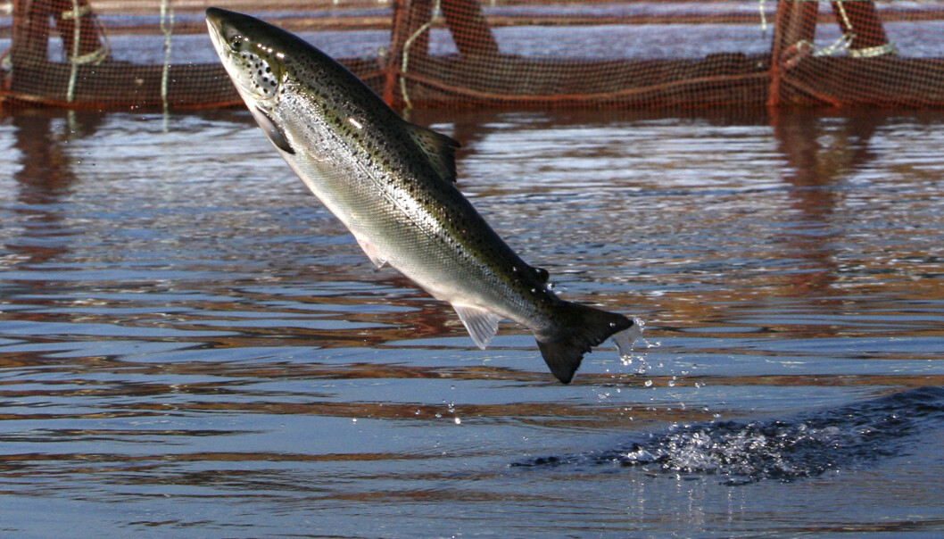 Naturen prøver å stå imot i genetisk påvirkning. Men det klarer den ikke dersom oppdrettslaks finner veien til villfiskens gyteplass og innblandingen blir for høy, viser ny forskning. (Foto: Robert F. Bukaty / AP Photo / NTB Scanpix) Naturen prøver å stå imot i genetisk påvirkning. Men det klarer den ikke dersom oppdrettslaks finner veien til villfiskens gyteplass og innblandingen blir for høy, viser ny forskning. (Foto: Robert F. Bukaty / AP Photo / NTB Scanpix)