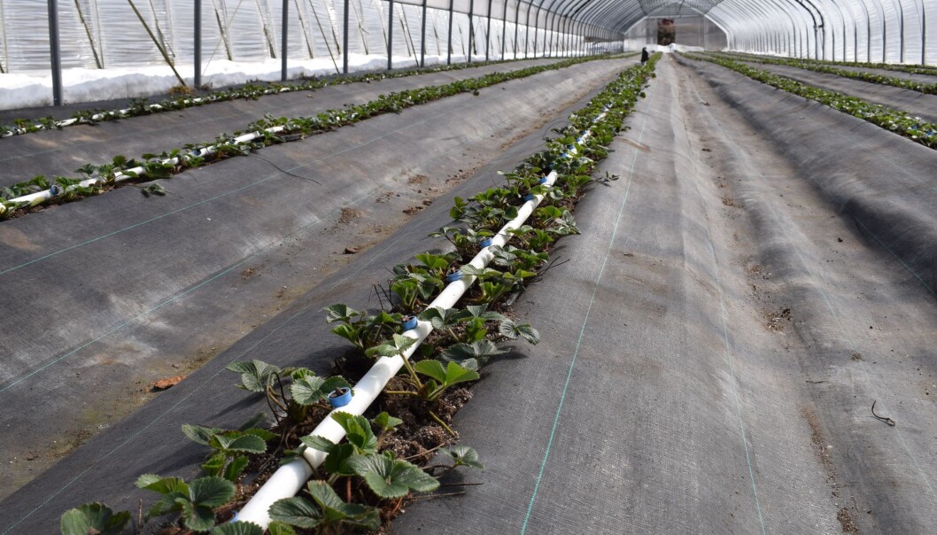 Jordbærplantene fra Nederland er satt ut i midten i tunnelen i midten av mars, og skal gi avling i slutten av mai. (Foto: Anita Sønsteby) Jordbærplantene fra Nederland er satt ut i midten i tunnelen i midten av mars, og skal gi avling i slutten av mai. (Foto: Anita Sønsteby)