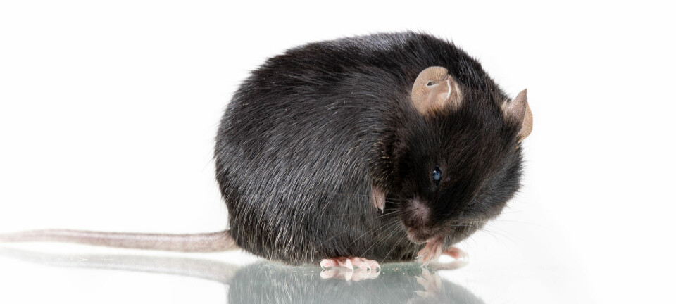Tykke mus fikk ikke slitasjeleddgikt dersom de spiste prebiotika.  (Illustrasjonsfoto: Janson George / Shutterstock / NTB scanpix)