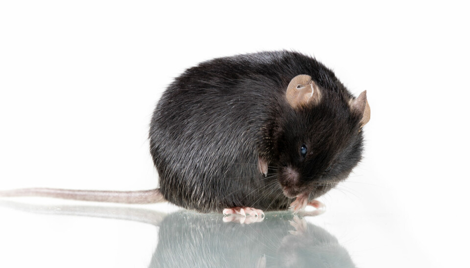 Tykke mus fikk ikke slitasjeleddgikt dersom de spiste prebiotika.  (Illustrasjonsfoto: Janson George / Shutterstock / NTB scanpix)