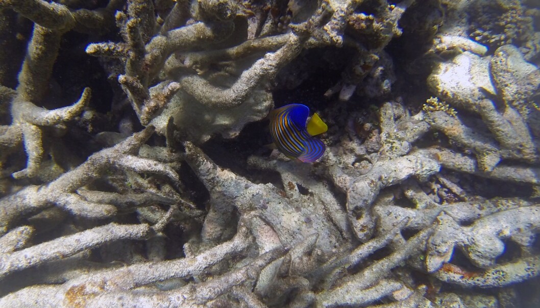 I 2016 kom det meldinger om at over 20 prosent av korallene på Great Barrier Reef hadde dødd av varme. Nye undersøkelser året etter viste at nesten 30 prosent hadde bukket under. Dette bildet er fra 2016. (Foto: Darkydoors, Shutterstock, NTB scanpix) I 2016 kom det meldinger om at over 20 prosent av korallene på Great Barrier Reef hadde dødd av varme. Nye undersøkelser året etter viste at nesten 30 prosent hadde bukket under. Dette bildet er fra 2016. (Foto: Darkydoors, Shutterstock, NTB scanpix)