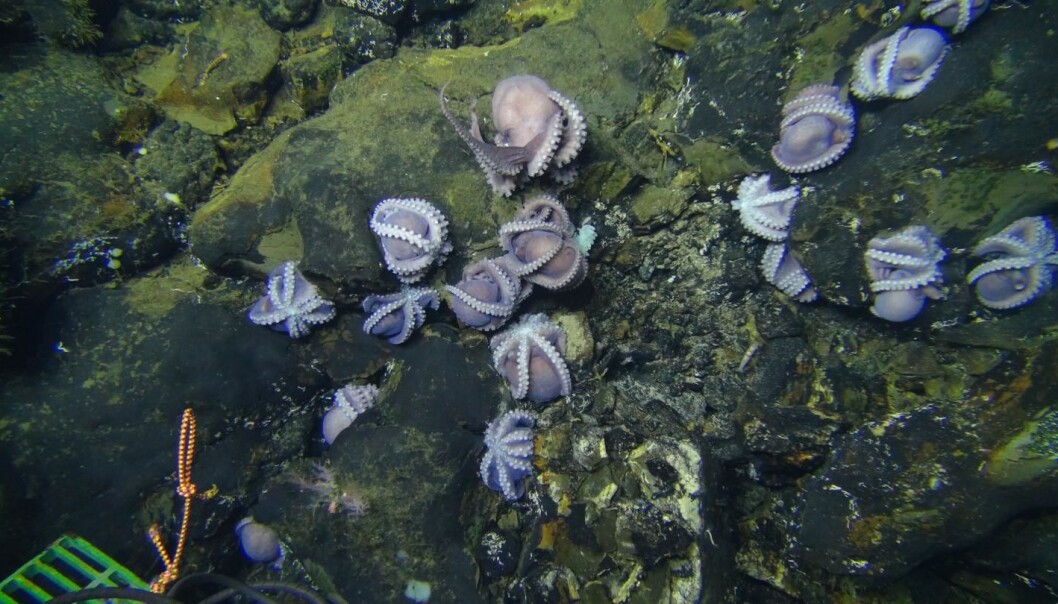 Blekksprutene passer på eggene sine. Men de har lagt dem i et dødelig miljø. Hvorfor det? (Foto: Phil Torres, Geoff Wheat) Blekksprutene passer på eggene sine. Men de har lagt dem i et dødelig miljø. Hvorfor det? (Foto: Phil Torres, Geoff Wheat)