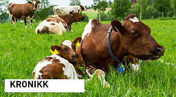 Kronikk: Økologisk mjølk: Er det mulig uten kraftfôr?