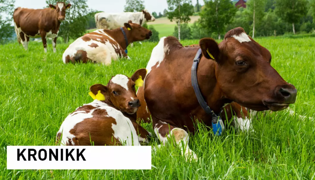 Økologisk mjølk: Er det mulig uten kraftfôr?