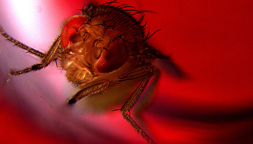 Bildet viser en hannflue som blir utsatt for rødt lys for å aktivere nevroner som fører til utløsning. (Foto: Avi Jacob, BIU Microscopy unit) Bildet viser en hannflue som blir utsatt for rødt lys for å aktivere nevroner som fører til utløsning. (Foto: Avi Jacob, BIU Microscopy unit)