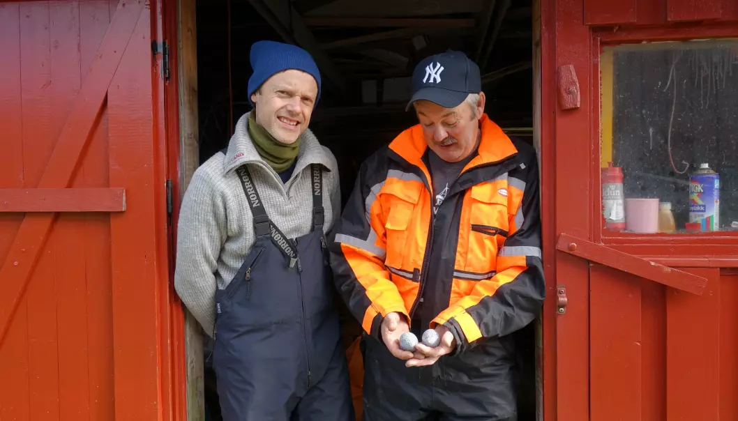 Forsker Thomas Holm Carlsen (til venstre) og røkter Eivind Hansen samarbeider om å øke ærfuglbestanden på Selvær. (Foto: Liv Jorunn Hind)