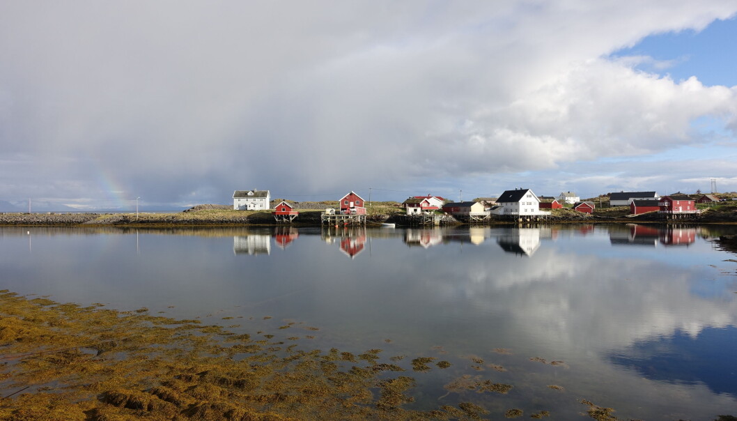 Det er positiv vårstemning i lufta på Selvær. Det er hekkesesong for fugler i mange ulike størrelser og fasonger. Fremdeles bor det rundt femti fastboende i været – et folk som lever av og med naturen. (Foto: Liv Jorunn Hind) Det er positiv vårstemning i lufta på Selvær. Det er hekkesesong for fugler i mange ulike størrelser og fasonger. Fremdeles bor det rundt femti fastboende i været – et folk som lever av og med naturen. (Foto: Liv Jorunn Hind)