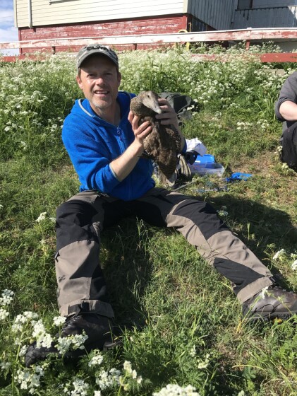 Thomas Holm Carlsen merker fugl. Noen av ærfuglene har vært med på merking før. Det er individuelle forskjeller på hvordan de takler det å være forsøksfugl. Noen tar det med tilsynelatende ro, mens andre blir mer stresset. (Foto. Liv Jorunn Hind) Thomas Holm Carlsen merker fugl. Noen av ærfuglene har vært med på merking før. Det er individuelle forskjeller på hvordan de takler det å være forsøksfugl. Noen tar det med tilsynelatende ro, mens andre blir mer stresset. (Foto. Liv Jorunn Hind)