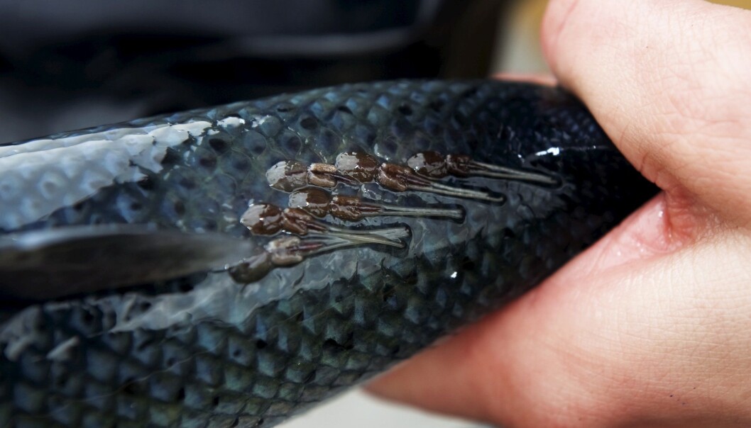 Avlusning av fisk ved bruk av varmt vann kan være smertefullt for fisken, ifølge en ny artikkel. (Foto: Marit Hommedal, NTB scanpix) Avlusning av fisk ved bruk av varmt vann kan være smertefullt for fisken, ifølge en ny artikkel. (Foto: Marit Hommedal, NTB scanpix)