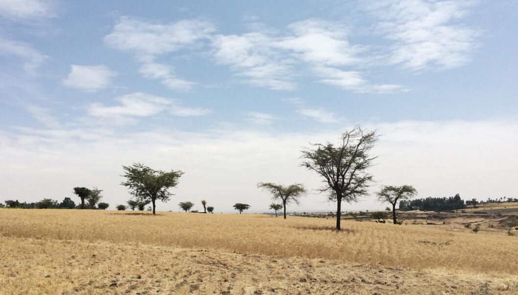 I Etiopia bor rundt 80 prosent av befolkningen på landsbygden, et godt stykke fra sykehus. (Foto: Kristine Husøy Onarheim) I Etiopia bor rundt 80 prosent av befolkningen på landsbygden, et godt stykke fra sykehus. (Foto: Kristine Husøy Onarheim)