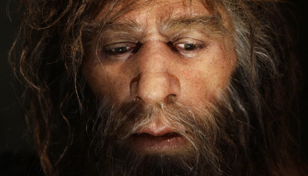 En rekonstruksjon av en neandertaler-mann fra Kroatia. (Foto: REUTERS/Nikola Solic/Files) En rekonstruksjon av en neandertaler-mann fra Kroatia. (Foto: REUTERS/Nikola Solic/Files)