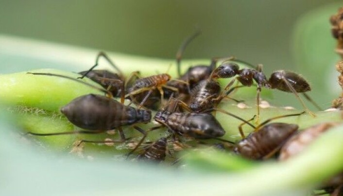 Skogjordmaur (Lasius platythorax) som samler honningdugg fra en bladluskoloni på eik. (Foto: Arnstein Staverløkk) Skogjordmaur (Lasius platythorax) som samler honningdugg fra en bladluskoloni på eik. (Foto: Arnstein Staverløkk)