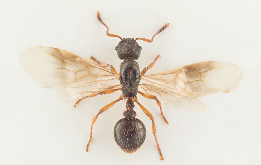 Dronning av Trolleitermaur (Myrmica vandeli) funnet i Norge. (Foto: Arnstein Staverløkk) Dronning av Trolleitermaur (Myrmica vandeli) funnet i Norge. (Foto: Arnstein Staverløkk)