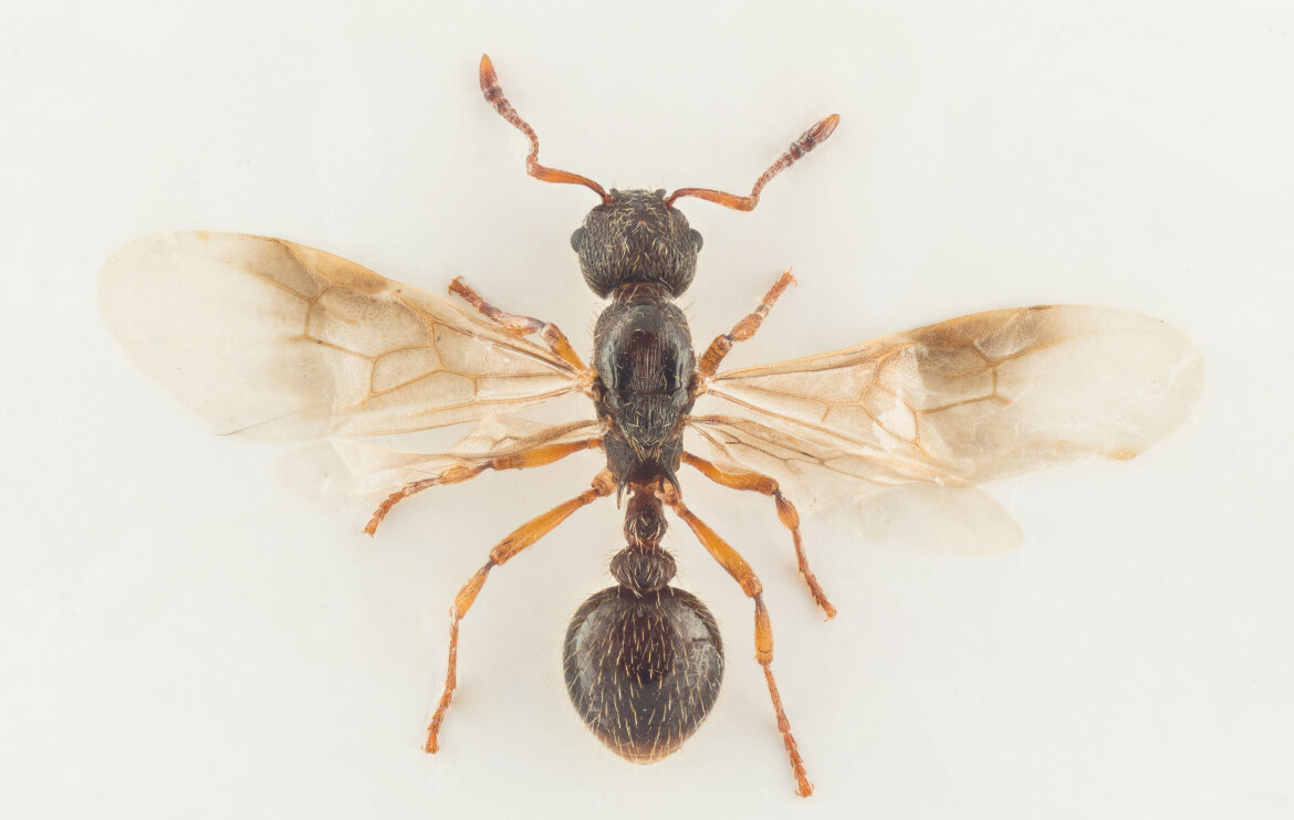 Dronning av Trolleitermaur (Myrmica vandeli) funnet i Norge. (Foto: Arnstein Staverløkk)