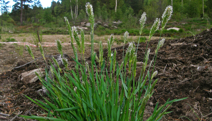 Lavlandsarten gulaks er tilpasset miljø med en lenger vekstsesong. Den investerer mindre i hvert pollenkorn og lager i stedet mye mer pollen over en lang periode. (Foto: Egil Michaelsen) Lavlandsarten gulaks er tilpasset miljø med en lenger vekstsesong. Den investerer mindre i hvert pollenkorn og lager i stedet mye mer pollen over en lang periode. (Foto: Egil Michaelsen)