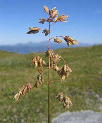 Fjellrapp er en høyfjellsplante som er vant med kort og intens vekstsesong. Den er avhengig av at pollineringen er vellykket innen et kort tidsrom. (Foto: Anders Bryn) Fjellrapp er en høyfjellsplante som er vant med kort og intens vekstsesong. Den er avhengig av at pollineringen er vellykket innen et kort tidsrom. (Foto: Anders Bryn)