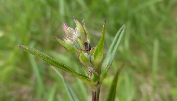 Dragehodeglansbilla legger eggene sine i knoppene til dragehodeplanten. (Foto: Siri Lie Olsen) Dragehodeglansbilla legger eggene sine i knoppene til dragehodeplanten. (Foto: Siri Lie Olsen)