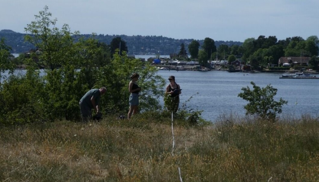 En fin dag på jobb! Registrering av dragehode på overvåkningslokaliteten på Hovedøya. (Foto: Siri Lie Olsen) En fin dag på jobb! Registrering av dragehode på overvåkningslokaliteten på Hovedøya. (Foto: Siri Lie Olsen)