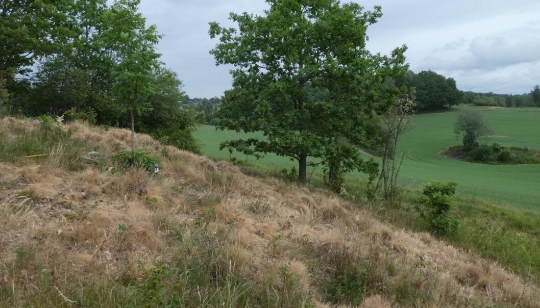 Inntørket vegetasjon på dragehodelokalitet i Akershus. Det kan kanskje gagne dragehode på lang sikt? (Foto: Siri Lie Olsen) Inntørket vegetasjon på dragehodelokalitet i Akershus. Det kan kanskje gagne dragehode på lang sikt? (Foto: Siri Lie Olsen)