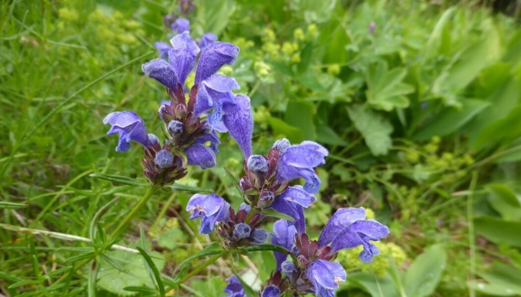 Blomstene til dragehode kan med litt fantasi minne om en dragekjeft. En gang i året undersøker vi hvordan det står til med den sjeldne planten. (Foto: Siri Lie Olsen) Blomstene til dragehode kan med litt fantasi minne om en dragekjeft. En gang i året undersøker vi hvordan det står til med den sjeldne planten. (Foto: Siri Lie Olsen)