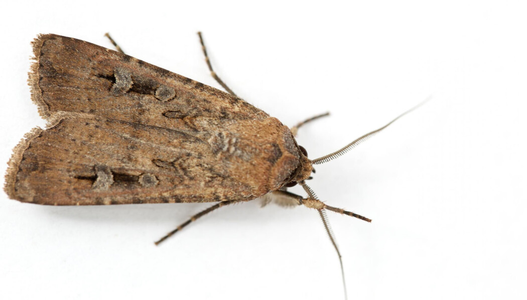 Agrotis infusa – eller Bogong moth – lever i Australia. Den er at av flere insekter som drar ut på lange trekk. (Foto: Eric Warrant) Agrotis infusa – eller Bogong moth – lever i Australia. Den er at av flere insekter som drar ut på lange trekk. (Foto: Eric Warrant)