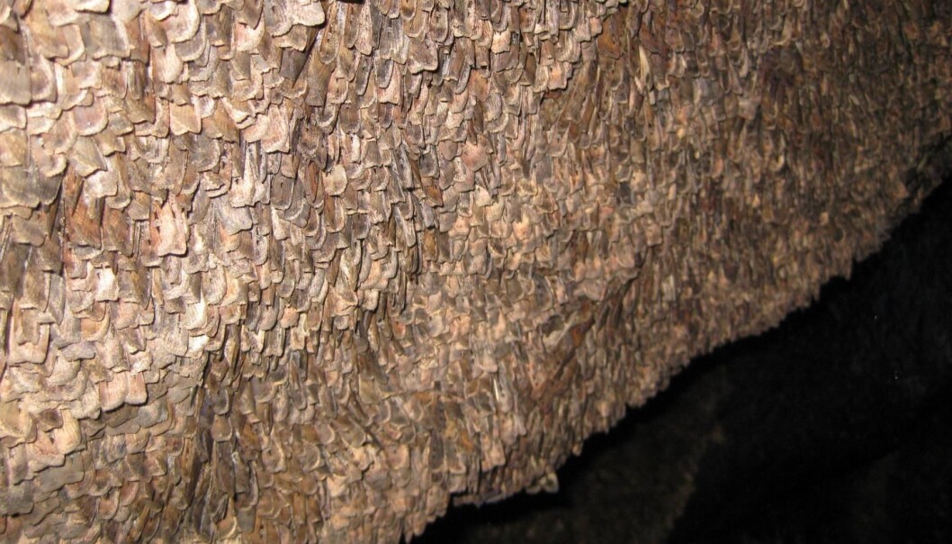 Tett som sakstein: Millioner av nattsvermere samles i et knippe huler i de Australske alpene. (Foto: Eric Warrant) Tett som sakstein: Millioner av nattsvermere samles i et knippe huler i de Australske alpene. (Foto: Eric Warrant)