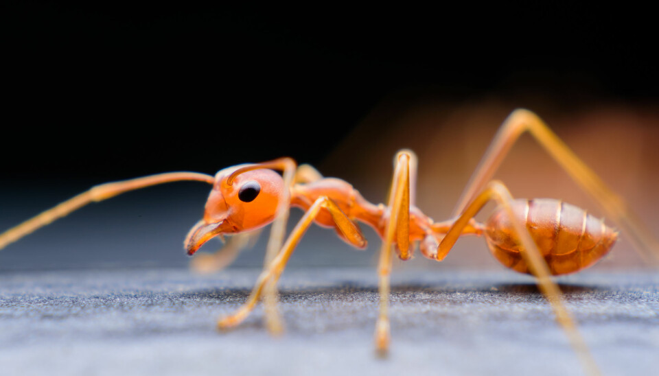 Denne mauren ser i hvert fall ut som den tar seg en god lur.  (Foto: Asholove / Shutterstock / NTB scanpix)