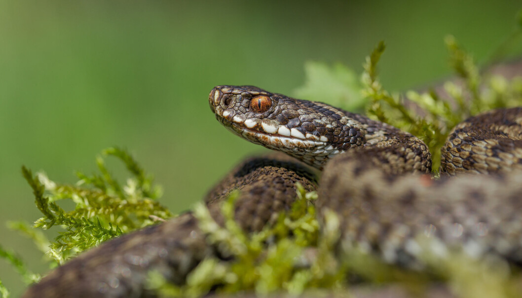 Skulle du være så uheldig å bli bitt av en giftslange, gjelder det å holde kroppen i ro og unngå høy puls. Med andre ord: ikke få panikk. (Foto: MF Photo / Shutterstock / NTB scanpix) Skulle du være så uheldig å bli bitt av en giftslange, gjelder det å holde kroppen i ro og unngå høy puls. Med andre ord: ikke få panikk. (Foto: MF Photo / Shutterstock / NTB scanpix)