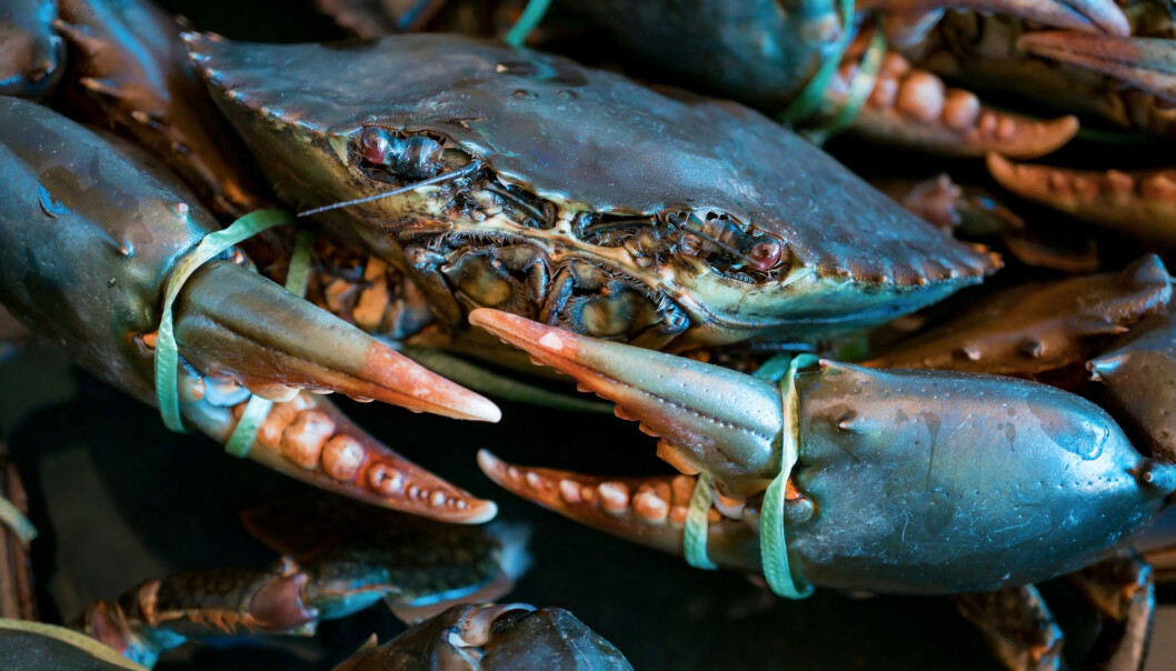 Det er brunmaten i krabbe som inneheld tungmetallet kadmium. Når brunmaten blir blanda inn i krabbepostei og fylte krabbeskjel finn ein det skadelege stoffet også i desse produkta. (Foto: Shutterstock / NTB Scanpix) Det er brunmaten i krabbe som inneheld tungmetallet kadmium. Når brunmaten blir blanda inn i krabbepostei og fylte krabbeskjel finn ein det skadelege stoffet også i desse produkta. (Foto: Shutterstock / NTB Scanpix)