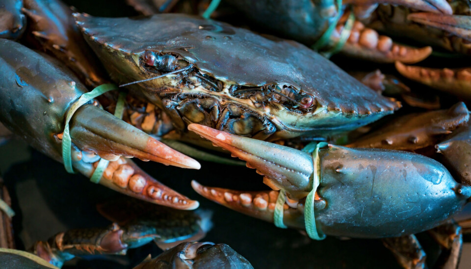 Det er brunmaten i krabbe som inneheld tungmetallet kadmium. Når brunmaten blir blanda inn i krabbepostei og fylte krabbeskjel finn ein det skadelege stoffet også i desse produkta. (Foto: Shutterstock / NTB Scanpix)