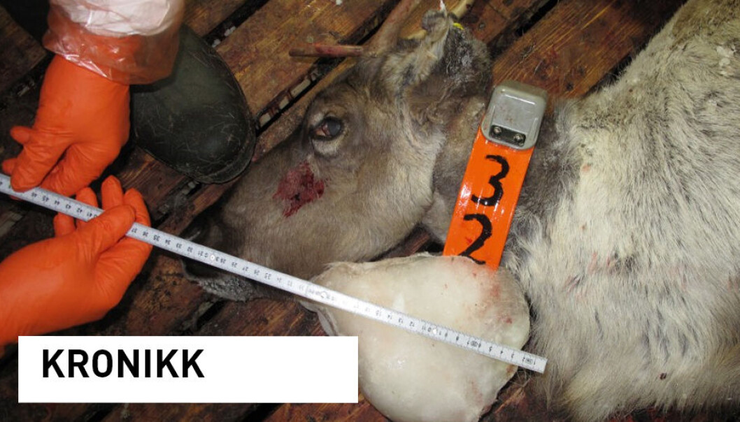 I vinter er det blitt funnet flere villrein med store isklumper rundt senderne. Dette reinsdyret ble avlivet 21. januar. (Foto: Miljødirektoratet / Statens naturoppsyn) I vinter er det blitt funnet flere villrein med store isklumper rundt senderne. Dette reinsdyret ble avlivet 21. januar. (Foto: Miljødirektoratet / Statens naturoppsyn)