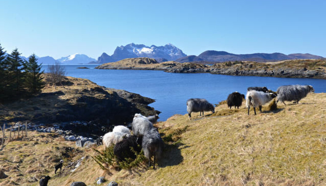 Utmark finnes bare i Norge, Sverige og Danmark. I tusenvis av år har utmarka fungert som en utvidet del av gårdsbrukene, og den har inngått som en viktig del av bondefamiliens husholdningsøkonomi. (Foto: Brynjar Hilling) Utmark finnes bare i Norge, Sverige og Danmark. I tusenvis av år har utmarka fungert som en utvidet del av gårdsbrukene, og den har inngått som en viktig del av bondefamiliens husholdningsøkonomi. (Foto: Brynjar Hilling)