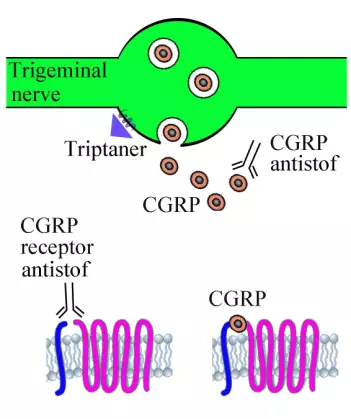 De gamle medisinene hemmet utskillelsen av CGRP ved binding til reseptorer på nerver. Den nye medicinen fungerer enten ved å binde signalet CGRP eller ved binding til reseptoren (og dermed kan CGPR ikke aktivere denne). Antistoffene stopper CGRP signalveien direkte og dermed også smerten ved migreneangrep. (Illustrasjon: Edvinsson, Haanes, Warfvinge og Krause)
