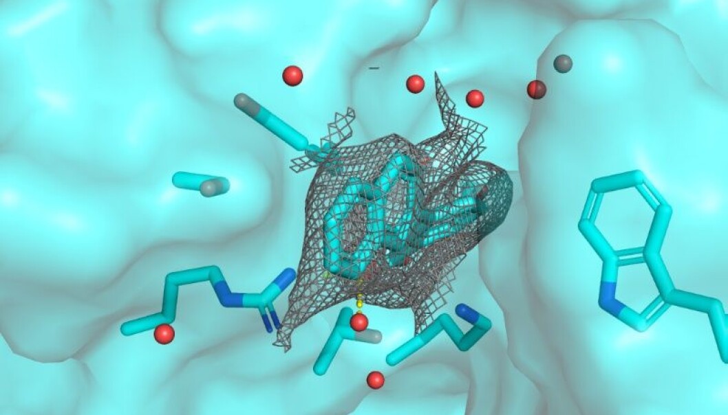 Forskere har laget molekyler som klarte å gjenopplive effekten av antibiotika som bakterier hadde utviklet resistens mot. Denne modellen viser hvordan en av forbindelsene blokkerer et enzym som gir bakterier resistens. (Foto: Institutt for kjemi, UiT) Forskere har laget molekyler som klarte å gjenopplive effekten av antibiotika som bakterier hadde utviklet resistens mot. Denne modellen viser hvordan en av forbindelsene blokkerer et enzym som gir bakterier resistens. (Foto: Institutt for kjemi, UiT)