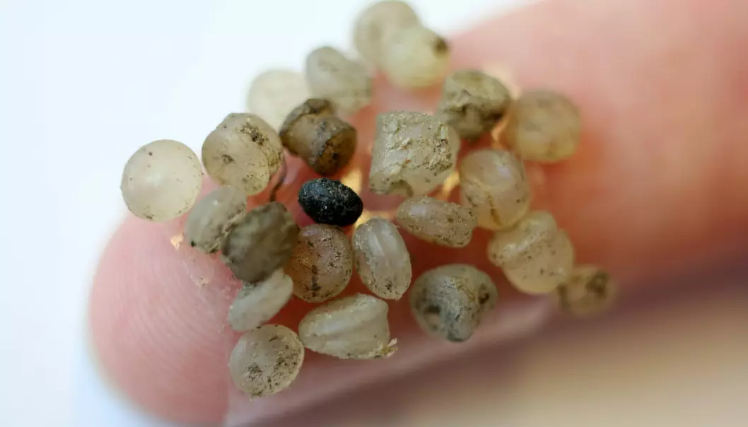 Disse mikroplast-bitene ble funnet langs elvebredden til en tysk elv i 2015. De sitter fast på et tape-stykke på fingeren for å vise dem fram.  (bilde: DPA/NTB Scanpix)