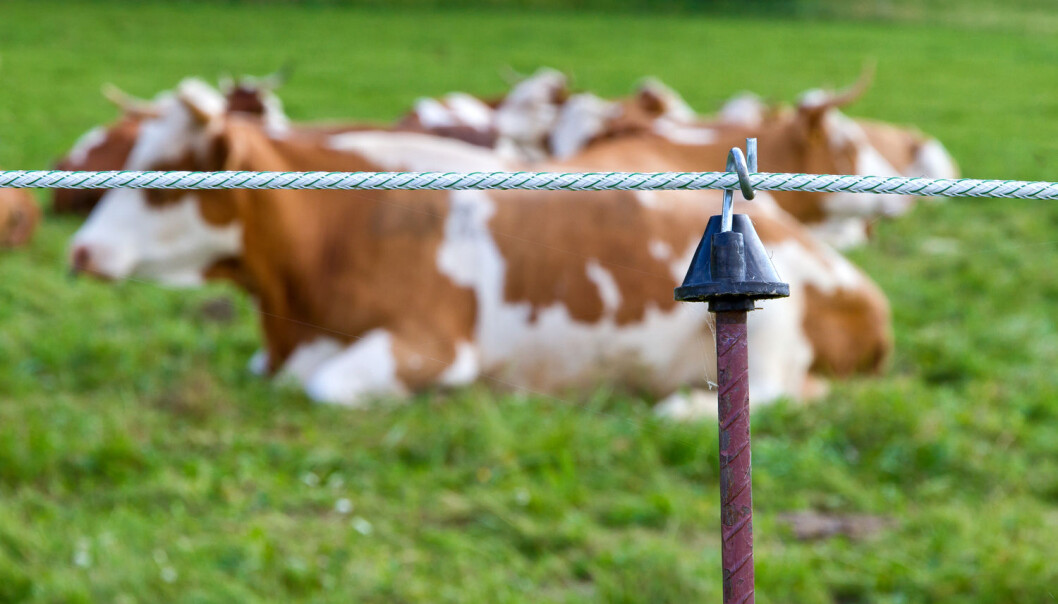 Strømgjerder fører ikke til mye ubehag for dyrene, viser en ny rapport. (Illustrasjonsfoto: Shutterstock / NTB Scanpix) Strømgjerder fører ikke til mye ubehag for dyrene, viser en ny rapport. (Illustrasjonsfoto: Shutterstock / NTB Scanpix)