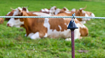 Slik blir dyr påvirket av strømgjerder og elektriske halsbånd