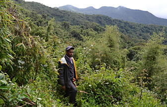 Addisu Mekonnen i en av de få gjenværende bambusskogene i Etiopia. (Foto: Mamar Dilnesa, Bale Monkey Research and Conservation Project, via Titan, lisens CC BY 4.0) Addisu Mekonnen i en av de få gjenværende bambusskogene i Etiopia. (Foto: Mamar Dilnesa, Bale Monkey Research and Conservation Project, via Titan, lisens CC BY 4.0)