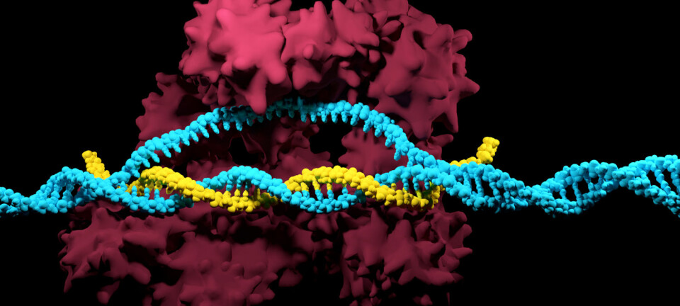 CRISPR Cas 9 i ferd med å klippe i DNA. Spørsmålet er om molekylet også kan tenkes å klippe i arvestoffet på andre steder enn vi ga det beskjed om.   (Illustrasjon: Meletios Verras / Shutterstock / NTB scanpix)