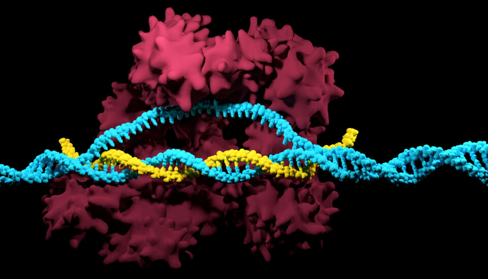 CRISPR Cas 9 i ferd med å klippe i DNA. Spørsmålet er om molekylet også kan tenkes å klippe i arvestoffet på andre steder enn vi ga det beskjed om.   (Illustrasjon: Meletios Verras / Shutterstock / NTB scanpix)