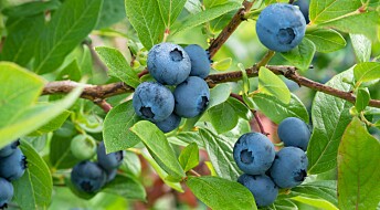 Norske forskere vil finne ut om blåbær kan forhindre demens