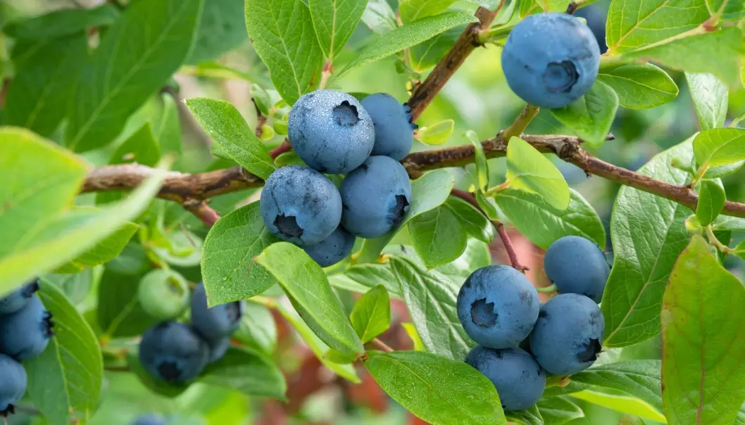 Norske forskere vil finne ut om blåbær kan forhindre demens
