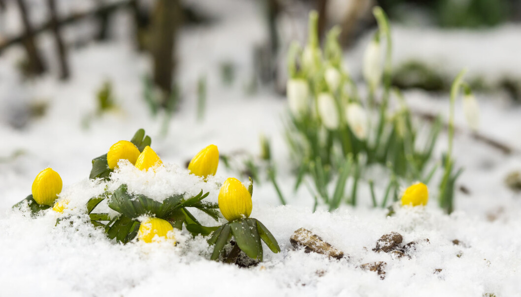 Vinterblom er en av planteartene som spirer først i Danmark. (Foto: JGade / Shutterstock / NTB scanpix) Vinterblom er en av planteartene som spirer først i Danmark. (Foto: JGade / Shutterstock / NTB scanpix)